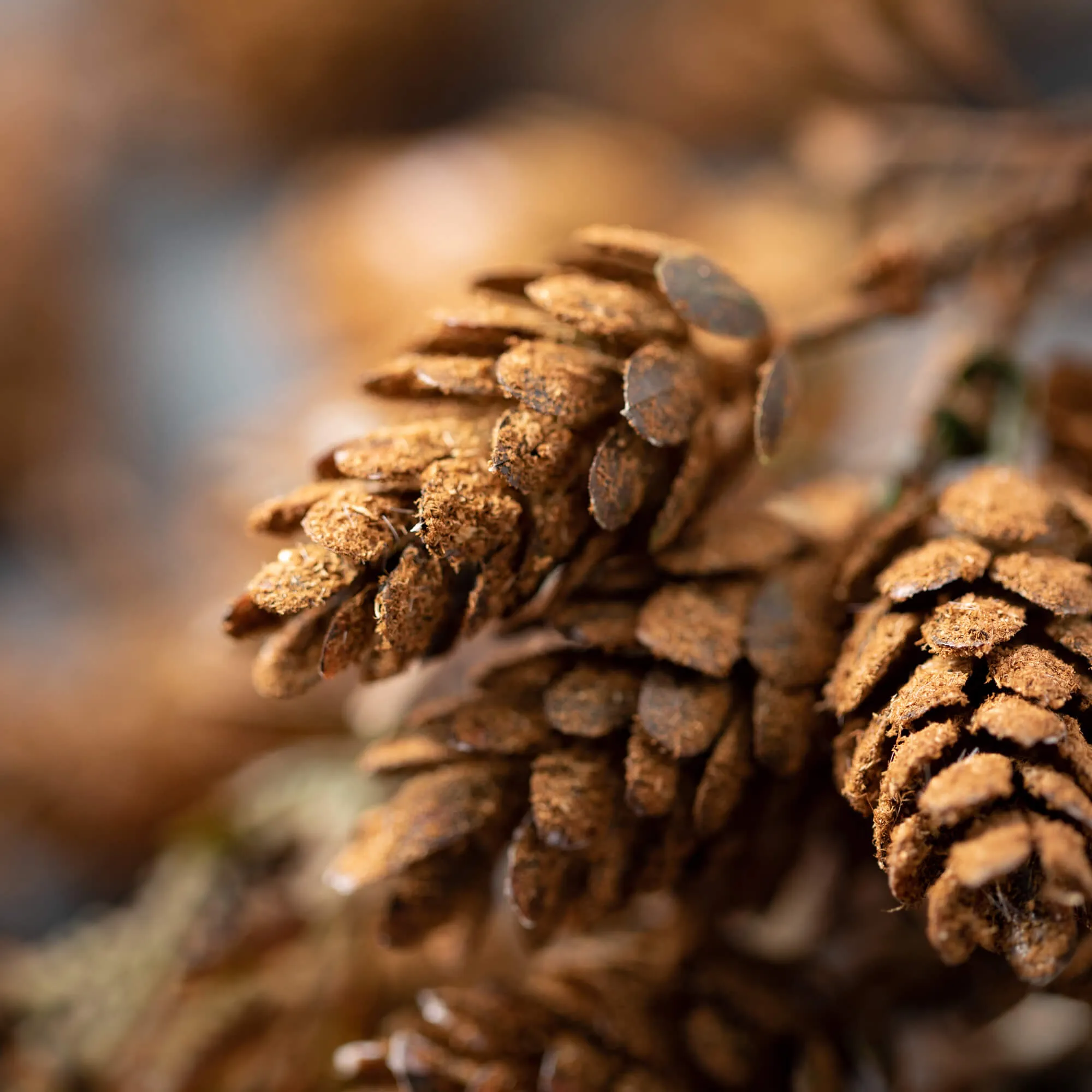 Brown Draped Pinecone Spray