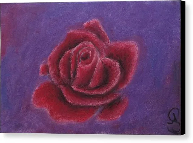 Rosy Rose ~ Canvas Print